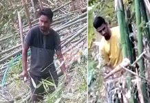 Muslim settlers forcibly cutting bamboo from gardens cultivated by hill people in Kaukhali