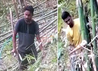 Muslim settlers forcibly cutting bamboo from gardens cultivated by hill people in Kaukhali